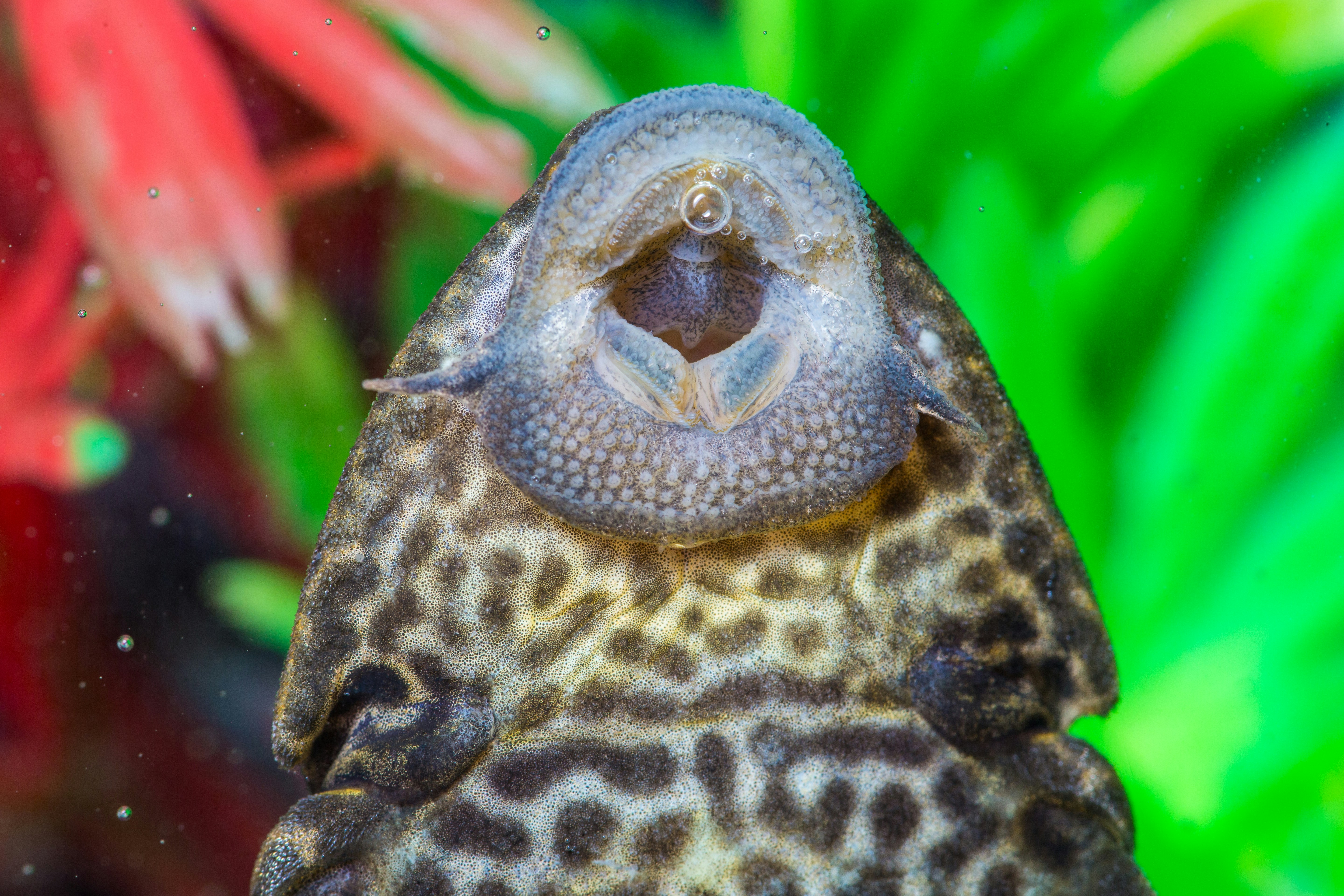 Pleco (pez limpiador de algas)