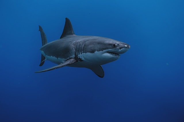 Tiburón blanco