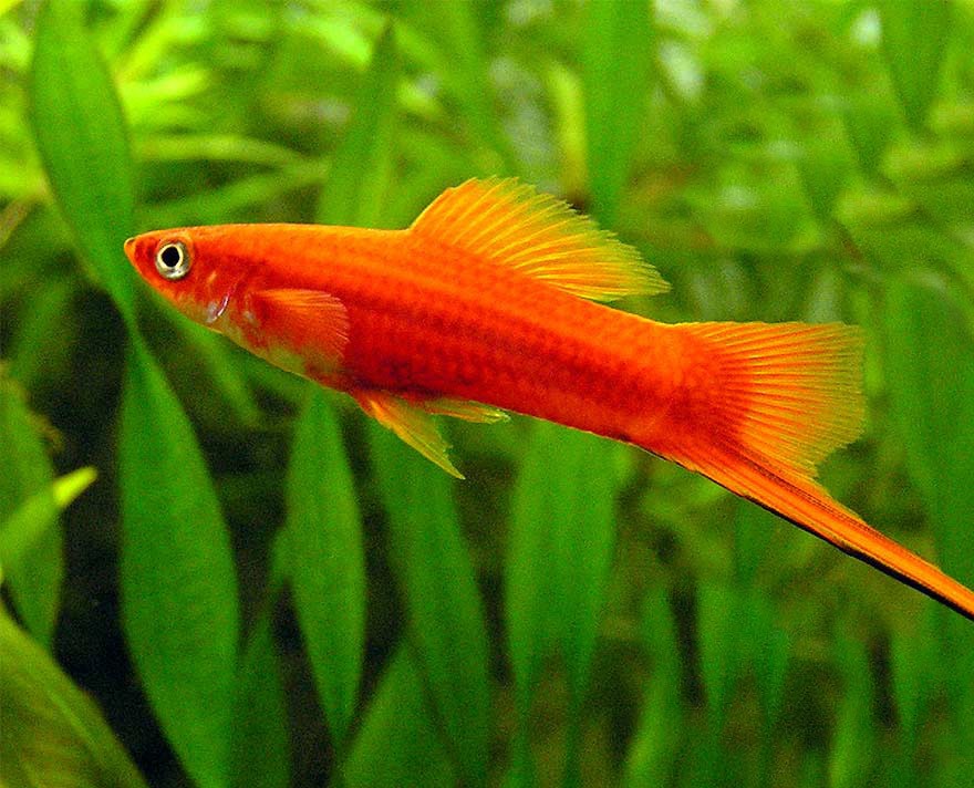 Xipho (pez cola de espada)