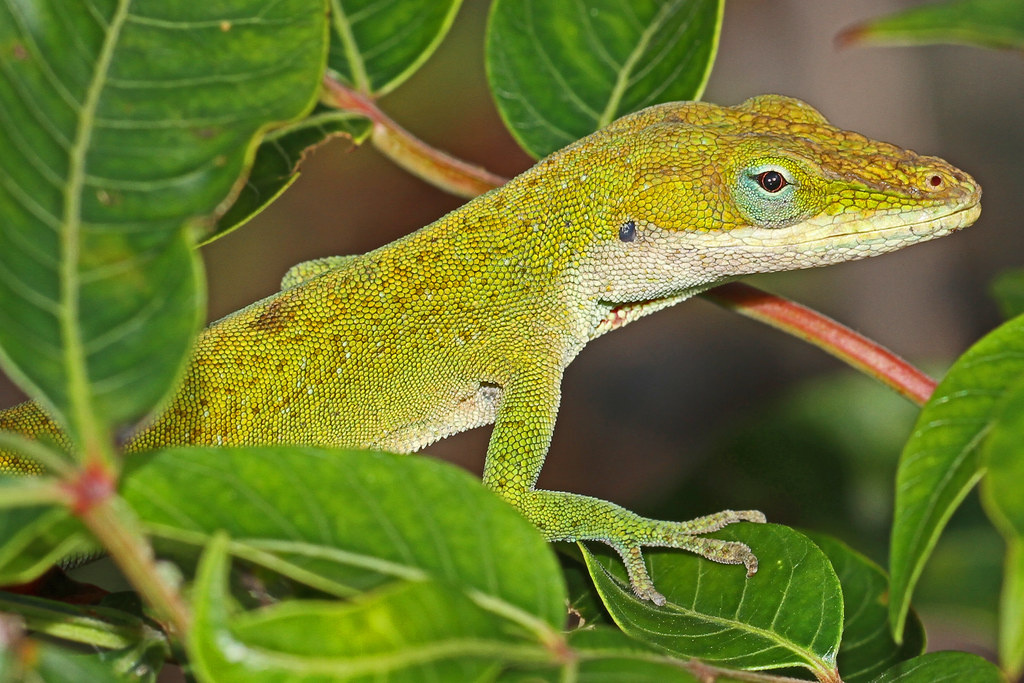 Anolis verde