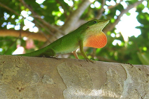 Anolis verde