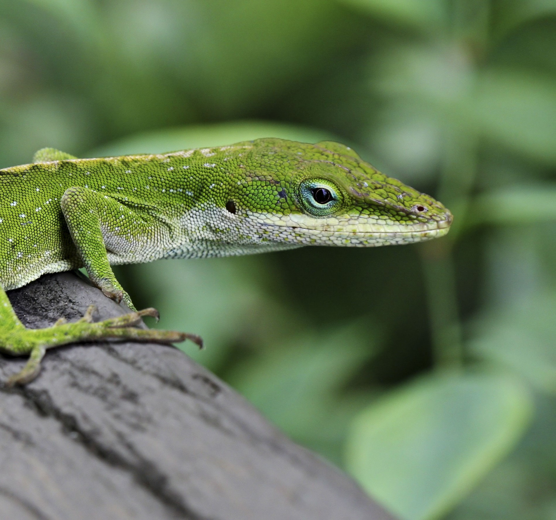 Anolis verde