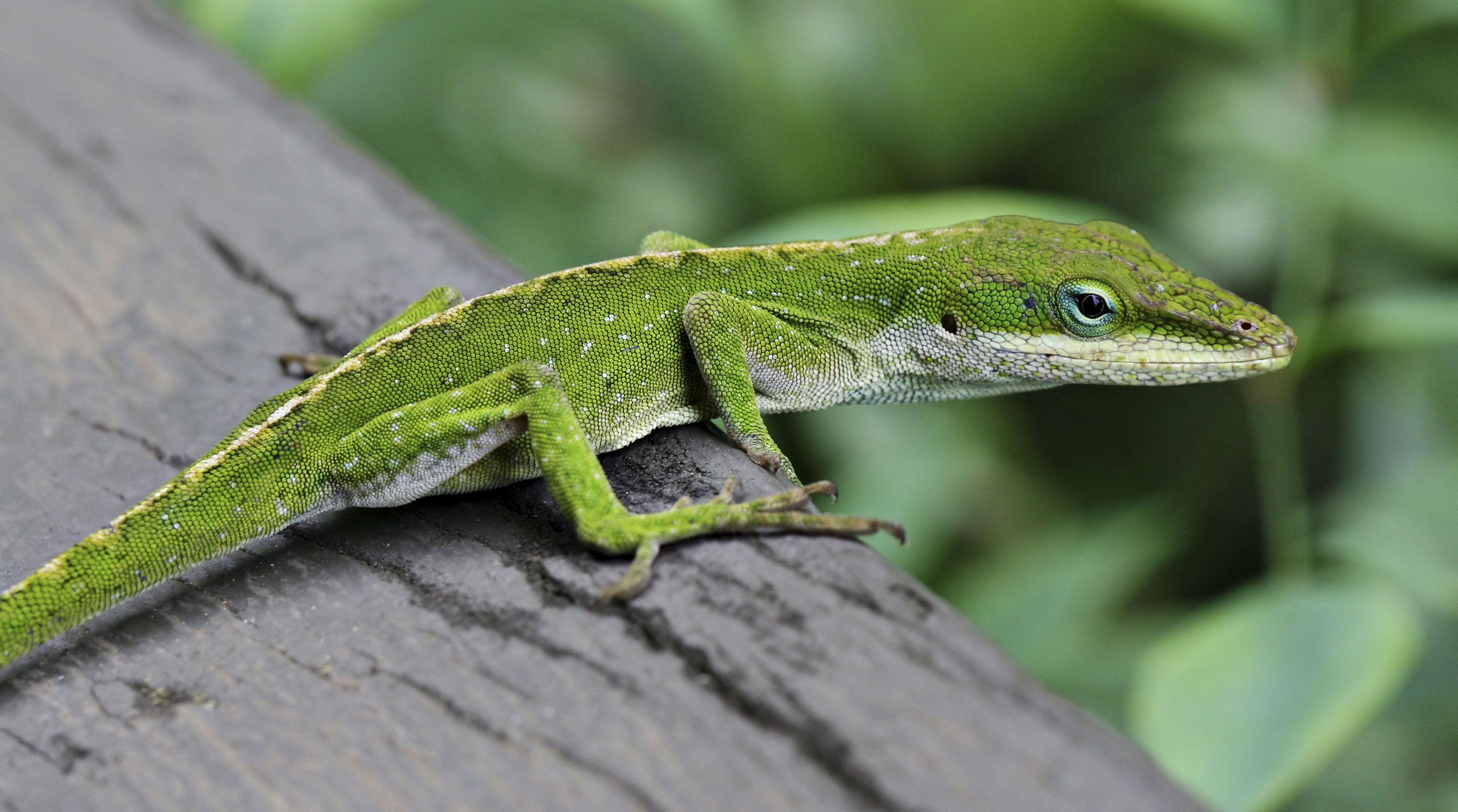 Anolis verde