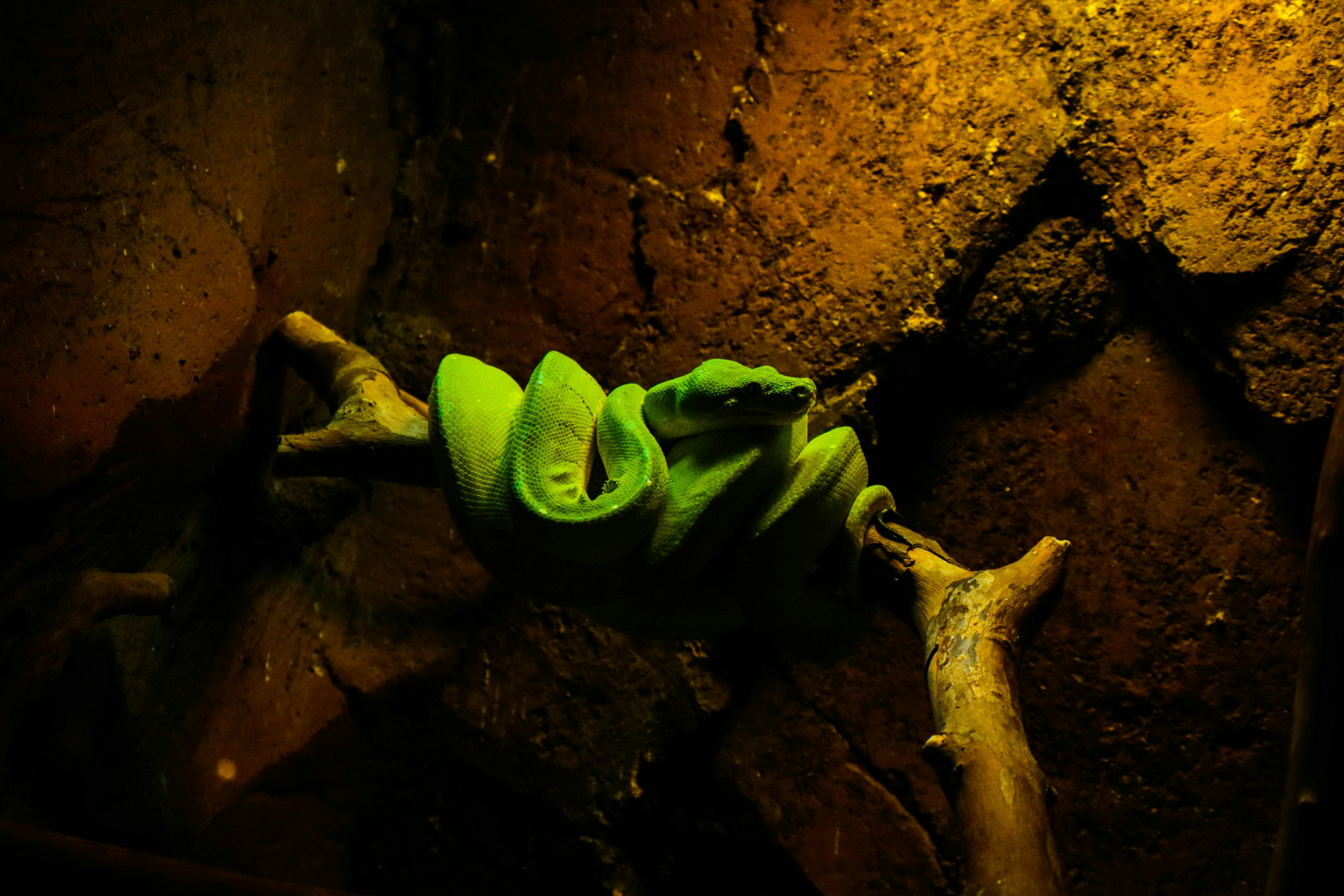 Boa esmeralda arborícola