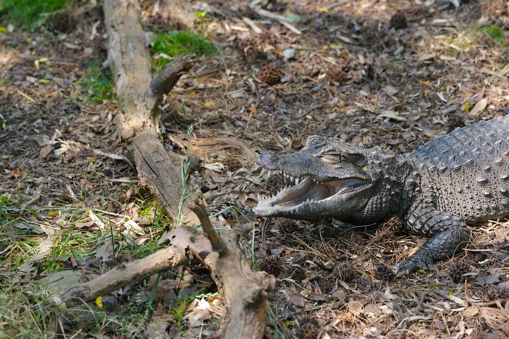 Cocodrilo enano africano