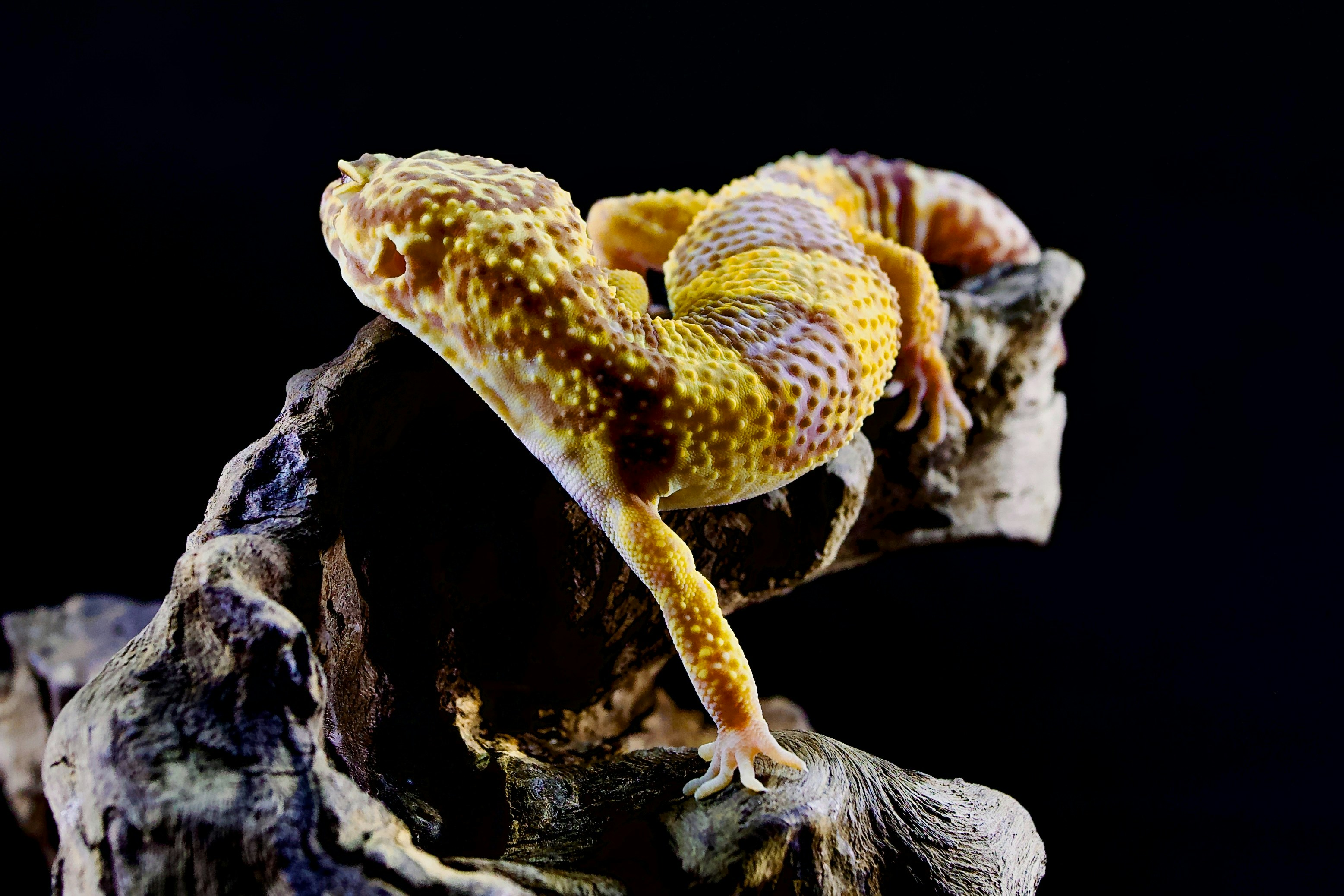 Gecko leopardo