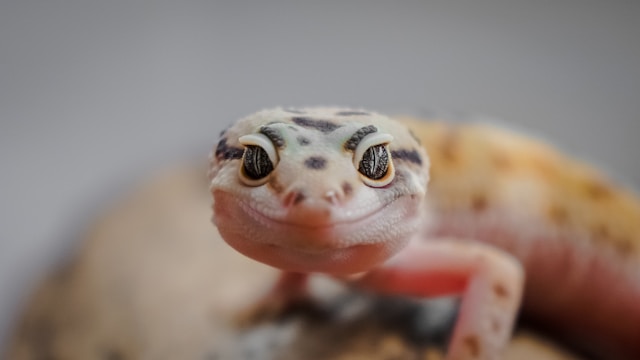 Gecko leopardo