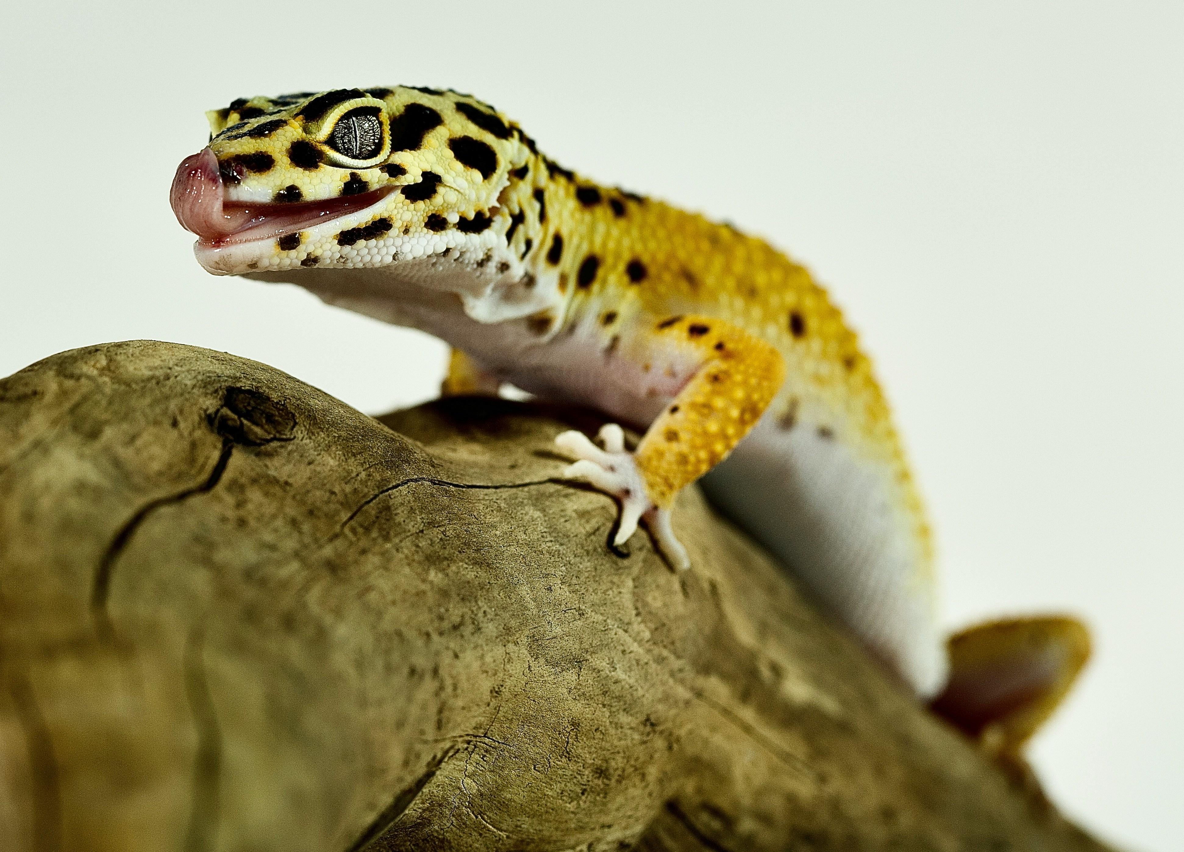 Gecko leopardo