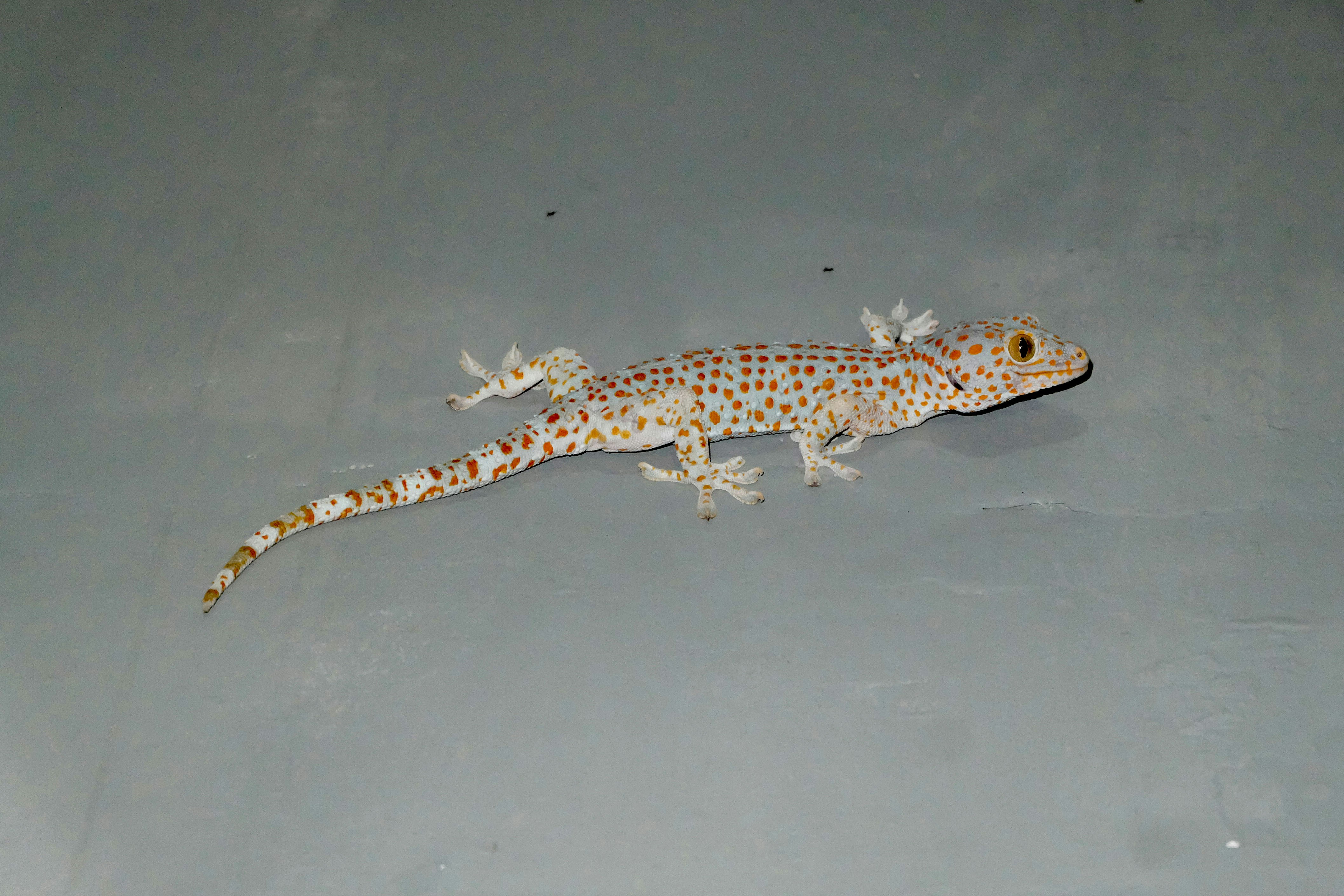 Gecko tokay