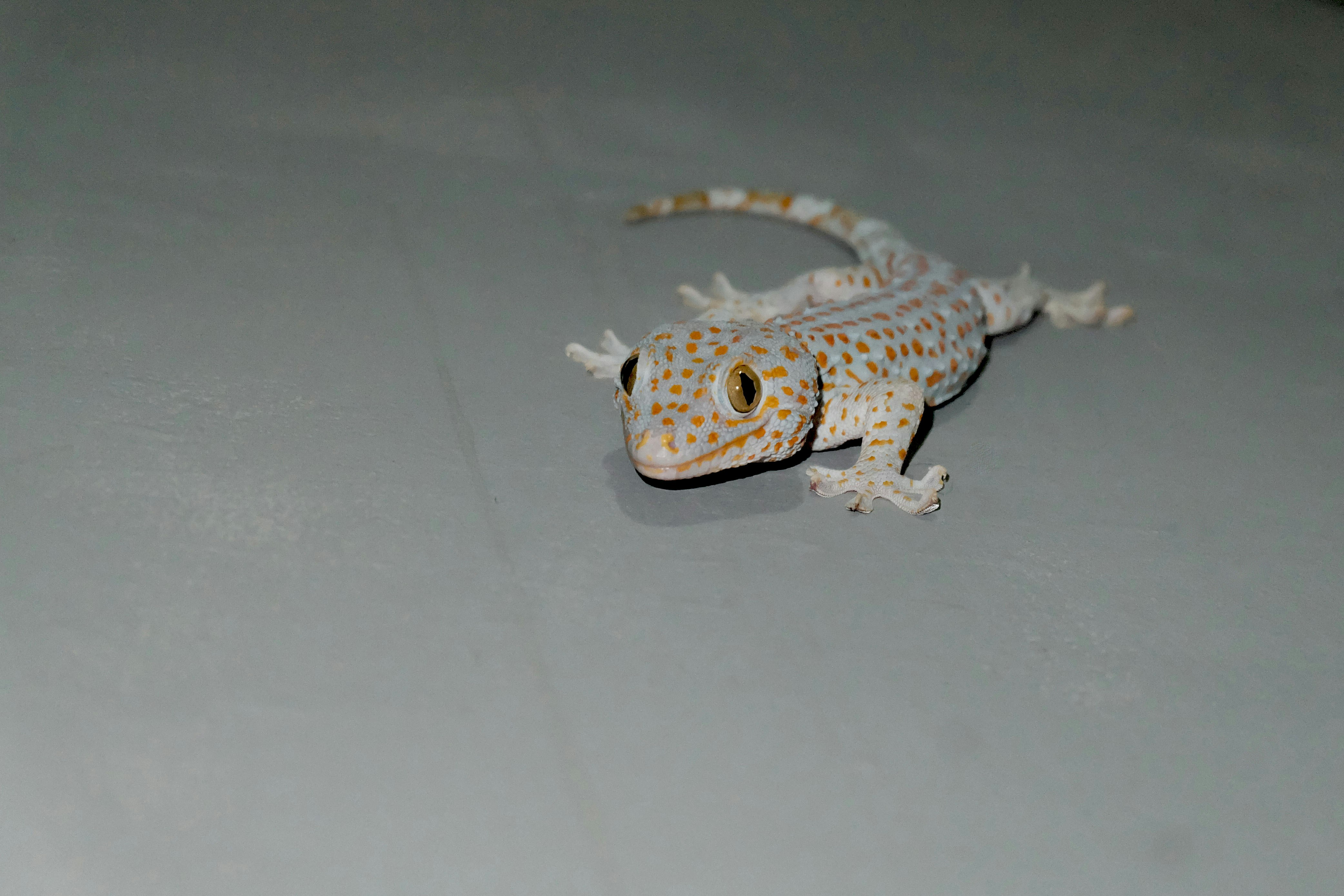 Gecko tokay