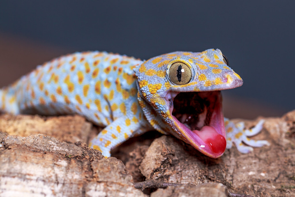 Gecko tokay