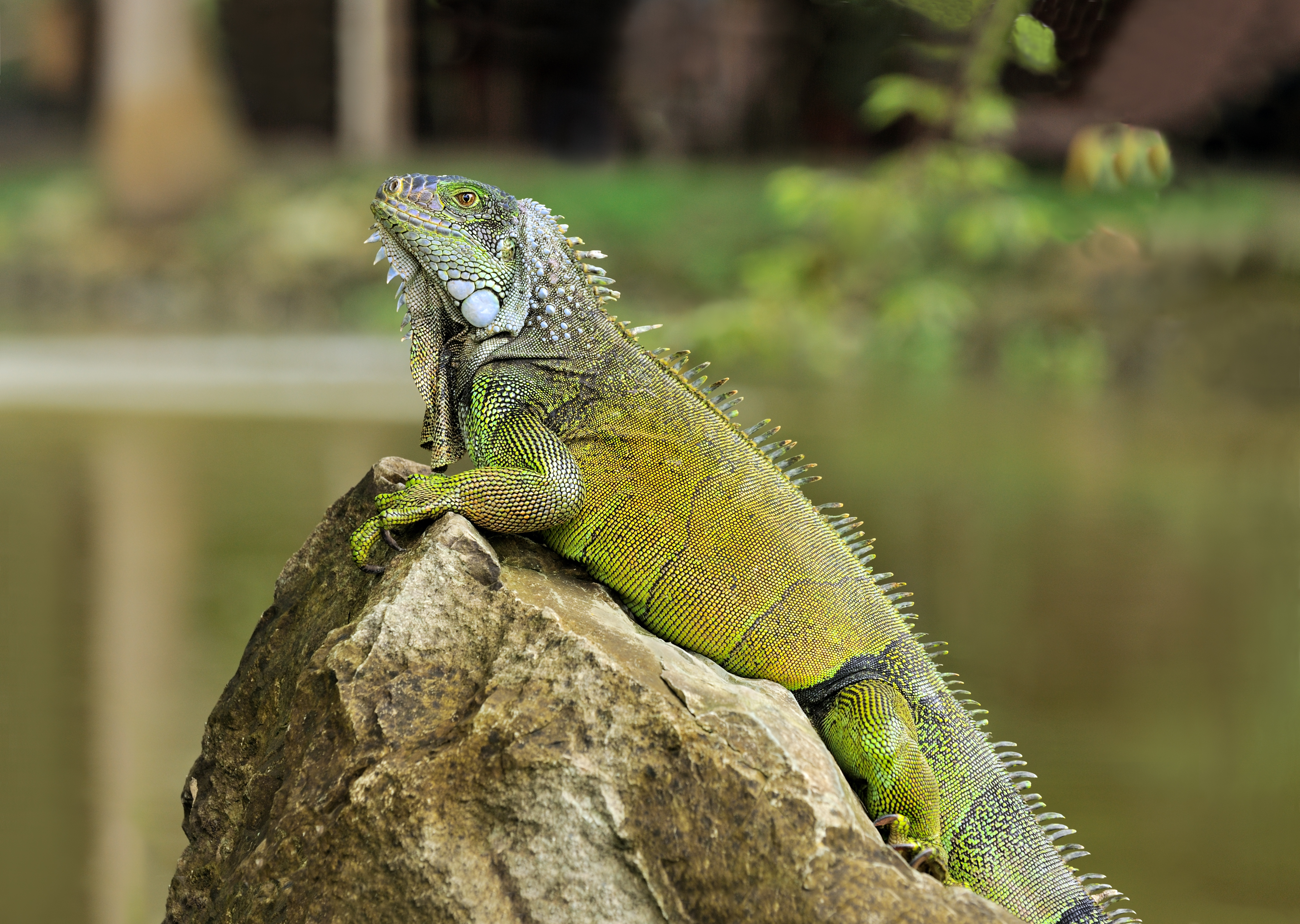 Iguana verde