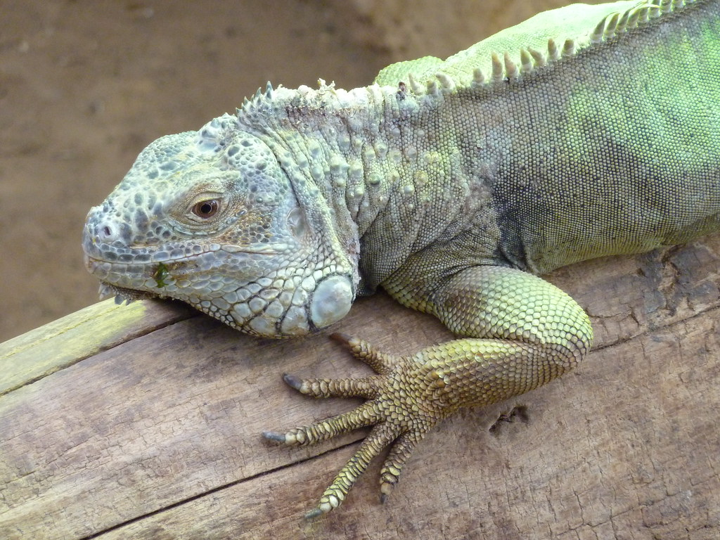 Iguana verde