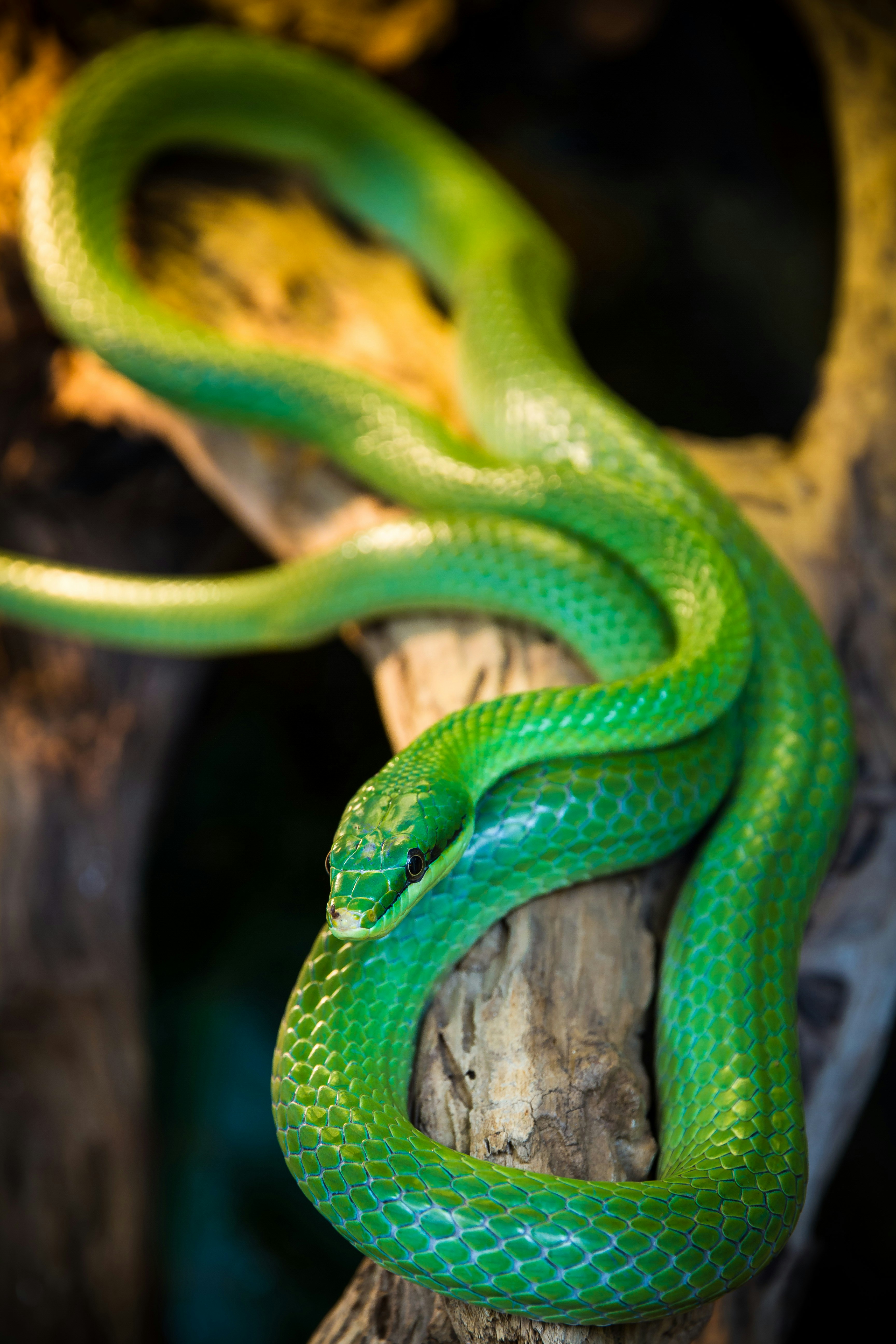 Serpiente liana verde