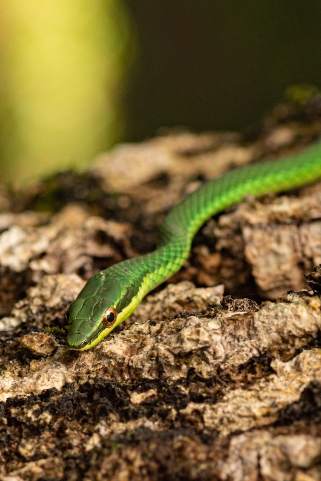 Serpiente liana verde