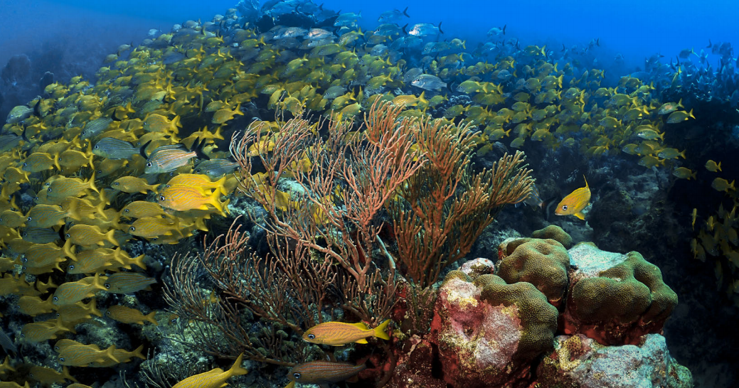 Arrecifes de coral al límite: nace una nueva estrategia global de conservación