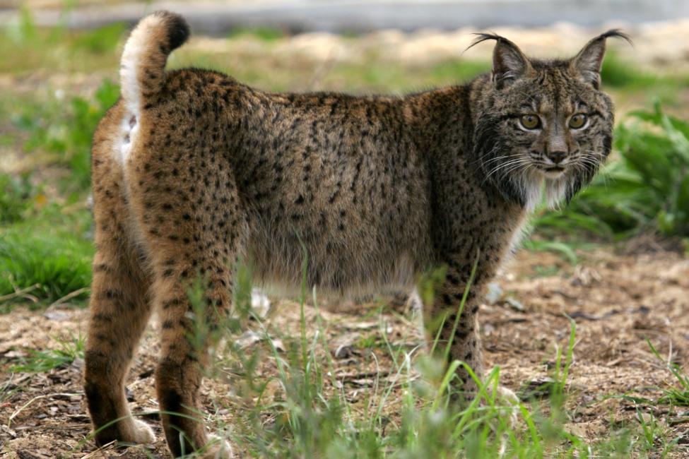 Aragón se suma a la reintroducción del lince ibérico en la cuenca del río Huerva