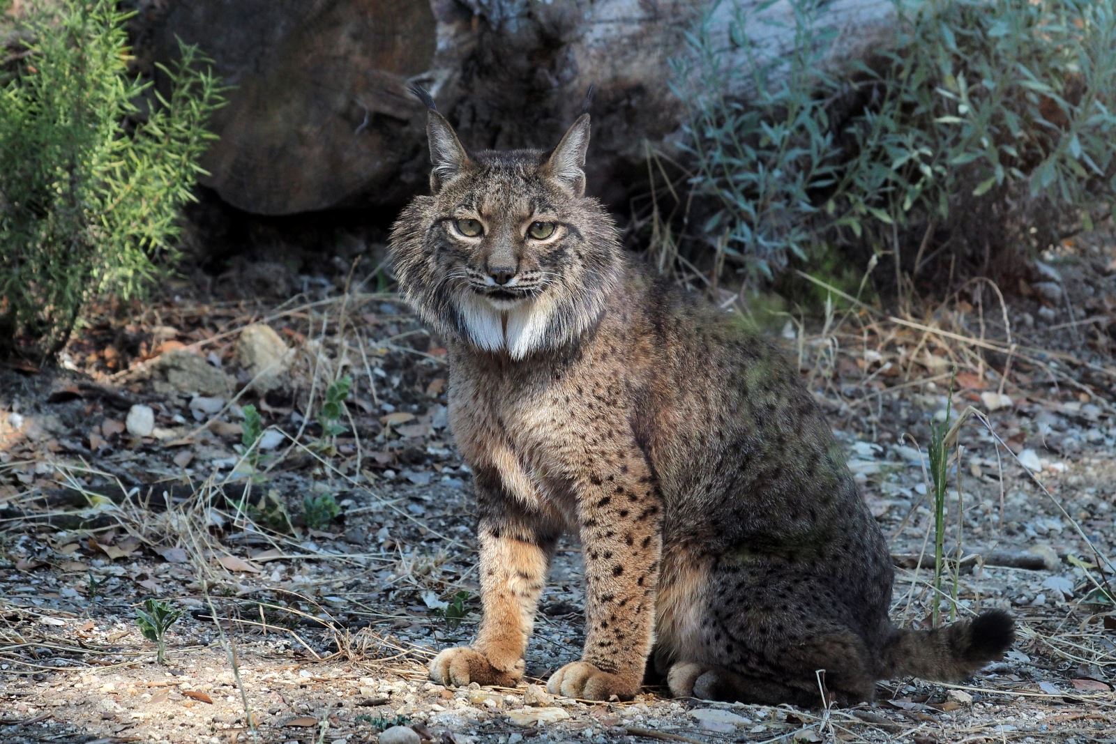 Histórico: se confirma el primer lince ibérico fotografiado en el Pirineo