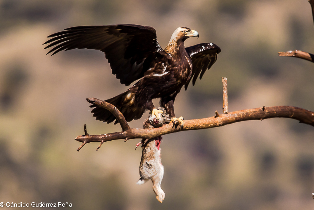 Águila imperial ibérica en vuelo