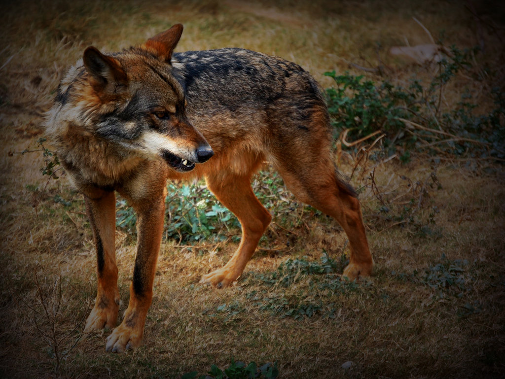 Silhouette de fauna salvaje al atardecer