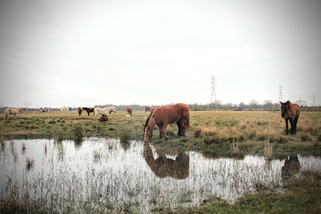 Proyecto de restauración de humedales